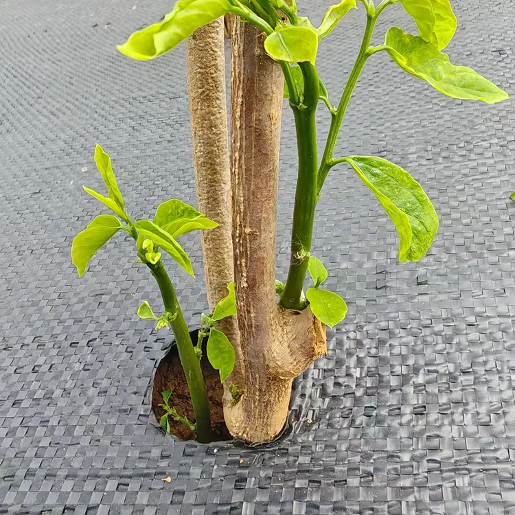 ছিদ্রযুক্ত আগাছা নিয়ন্ত্রণ ফ্যাব্রিক